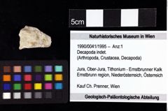 Foto (Objket + Etiketten) von Decapoda indet. 